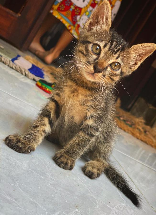 Jimador'S Homestay ギリ・トラワンガン エクステリア 写真