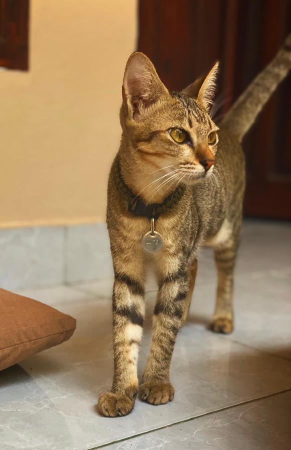 Jimador'S Homestay ギリ・トラワンガン エクステリア 写真