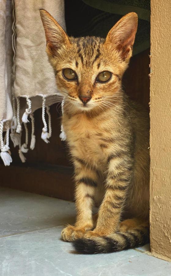 Jimador'S Homestay ギリ・トラワンガン エクステリア 写真